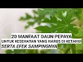 MANFAAT DAUN PEPAYA UNTUK KESEHATAN SERTA EFEK SAMPINGNYA