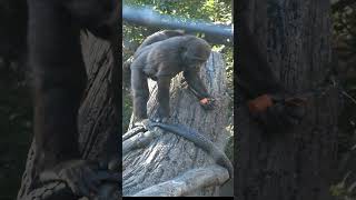 スモモちゃん、何か珍しいのを食べてるね🦍　 #上野動物園 #gorilla