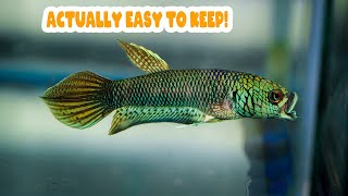 Ultimate guide to Betta Antuta, everyone should get one!