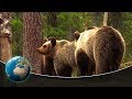 The Baltic forest and moorland | Full Documentary