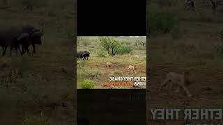 africa wild animals and wild animals things-malamala safari moments #animals2021 #wildanimals #Lion