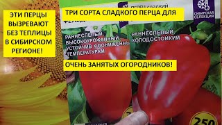 Самые неприхотливые сорта сладкого перца! 3 сорта перца, которым не нужны теплицы!