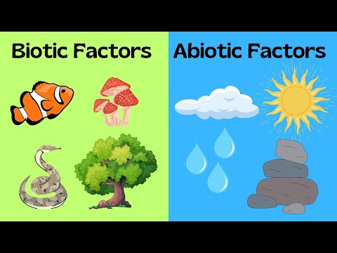 What are abiotic factors of the desert?