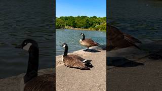 My Best Captured Moments in Central Park #CanadaGoose are so friendly 🤗🌺💜🌹 #nyc #nature #travel