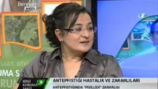 Antepfıstığı Hastalık ve Zararlıları - Bereket TV