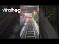 Dog Has Fun On Escalator Rides || ViralHog