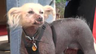 World's Ugliest dog competition: Really ugly dogs