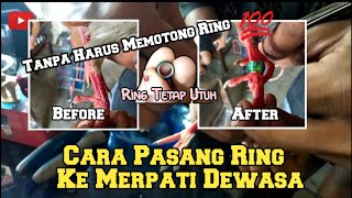 CARA PASANG CINCIN KE MERPATI DEWASA TANPA MEMOTONG CINCIN MERPATI 100%reall BIKIN MAKIN CAKEP