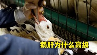 为何鹅肝被称为“顶级美食”，看完整个喂养过程，你还想吃吗