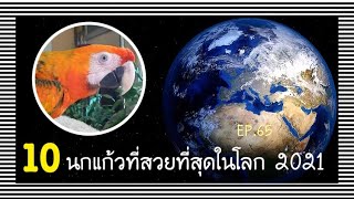 EP.65 10 อันดับ นกแก้วที่สวยที่สุดในโลก 2021