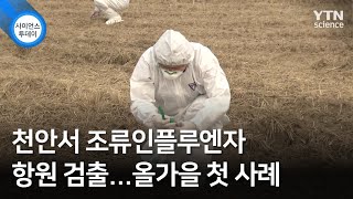 천안서 조류인플루엔자 항원 검출...올가을 첫 사례 / YTN 사이언스