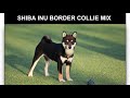 top 16 shiba inu mix breeds contra vs