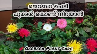 ജെറബറ നിറയെ പൂക്കാൻ ഞങ്ങൾ ചെയ്തത് / Gerbera Plant Care / Tips and Tricks / Potting mix / Gardening