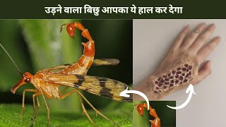 5 World's most dangerous insects that can kill you || सबसे खतरनाक कीड़े जो आपको मार सकते हैं