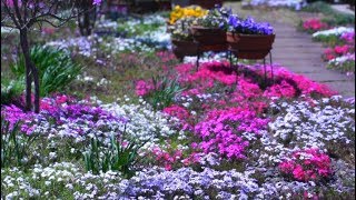 我が家の庭園　芝桜　平成31年　2019年　4月15日