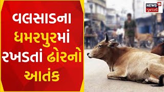 Valsad News | વલસાડના ધમરપુરમાં રખડતાં ઢોરનો આતંક | Stray Cattles |Stray Cattle Attack | News18