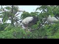 birds around jhargram and kekaboni kakrajhor