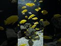 Electric yellow cichlid #shorts