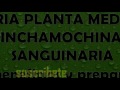 sangria planta medicinal chinchamochina o sanguinaria beneficios y propiedades