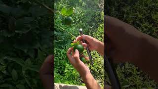 cara pruning buah jeruk,biar panen jeruk nya bisa maksimal ala mas Dian ||#shorts #buahjeruk #jeruk