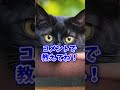 実に興味深い黒猫の真実3選 shorts 雑学 豆知識