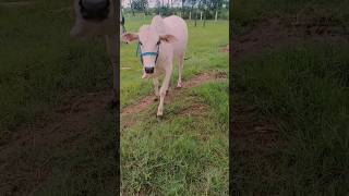 మాబుజ్జిగోమాతకి ఇలా ఉంటే ఆనందం#shorts#youtubeshorts#shortsfeed#telugushorts#calf#gouseva