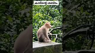 👌ഒന്നൊന്നര കാഴ്ച |✌️ കാടിന്റെ ശബ്ദം 🌳 #shorts