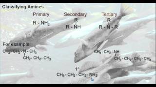 L2 Organic Amine Classification