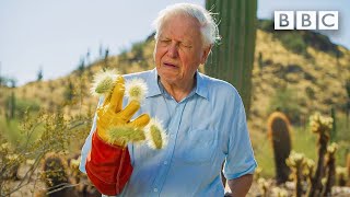 David Attenborough encounters the most DANGEROUS plant in the desert! 😲🌵 The Green Planet 🌱BBC