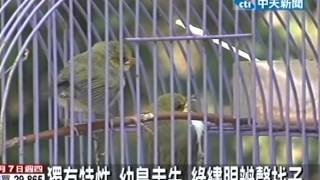 真母愛！綠繡眼聞聲找幼鳥 隔籠餵養