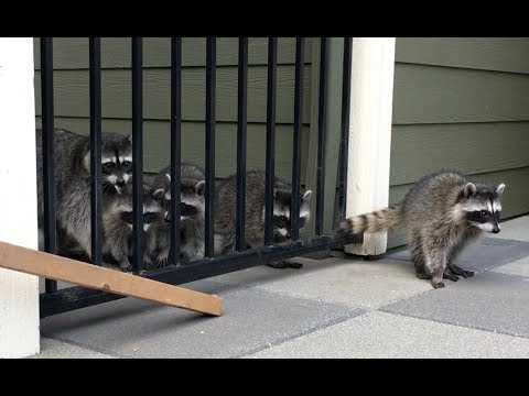 Sally Raccoon - Part 10 Babies Sally Raccoon - Part 10 Babies