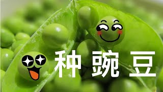 种豌豆的两种方法，天然氮肥