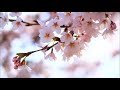 桜の俳句。10