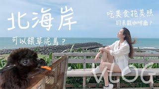 草泥馬咖啡廳？最強海景咖啡廳？北海岸吃喝玩樂Vlog!