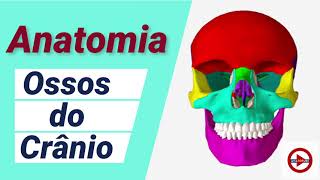 Ossos Do Crânio Doovi