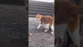 食いしん坊な三毛猫に、自分も食べたいと茶とら猫、遠慮がちなキジトラ猫…。#shorts