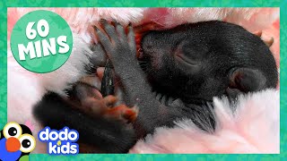 60 Minutes Of Animals Who Need Our Love :heart: | Dodo Kids | Animal Videos For Kids