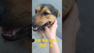 阿呆犬牙齒斷掉了