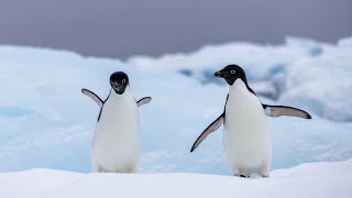 Those Lovely Penguins - Our Adventure to Antarctica