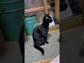 黒猫の魅力😳 ねこ かわいい かわいい猫 ねこのいる暮らし かわいい動物