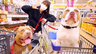 ピットブルの親子とペットショップデート♪ロッキーとレイは何を買う？ (AMERICAN PITBULL)