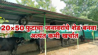 10 जनावरांसाठी यशस्वी गोठा बांधणी || कमी खर्चात गोठा बांधण्याची पद्धत || 20×50 गोठा.