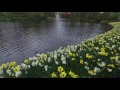 keukenhof 2017 flower show in the netherlands 4k