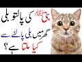 Nabi(SAW) Ki Billi Ka Waqia | What Islam says about Cats