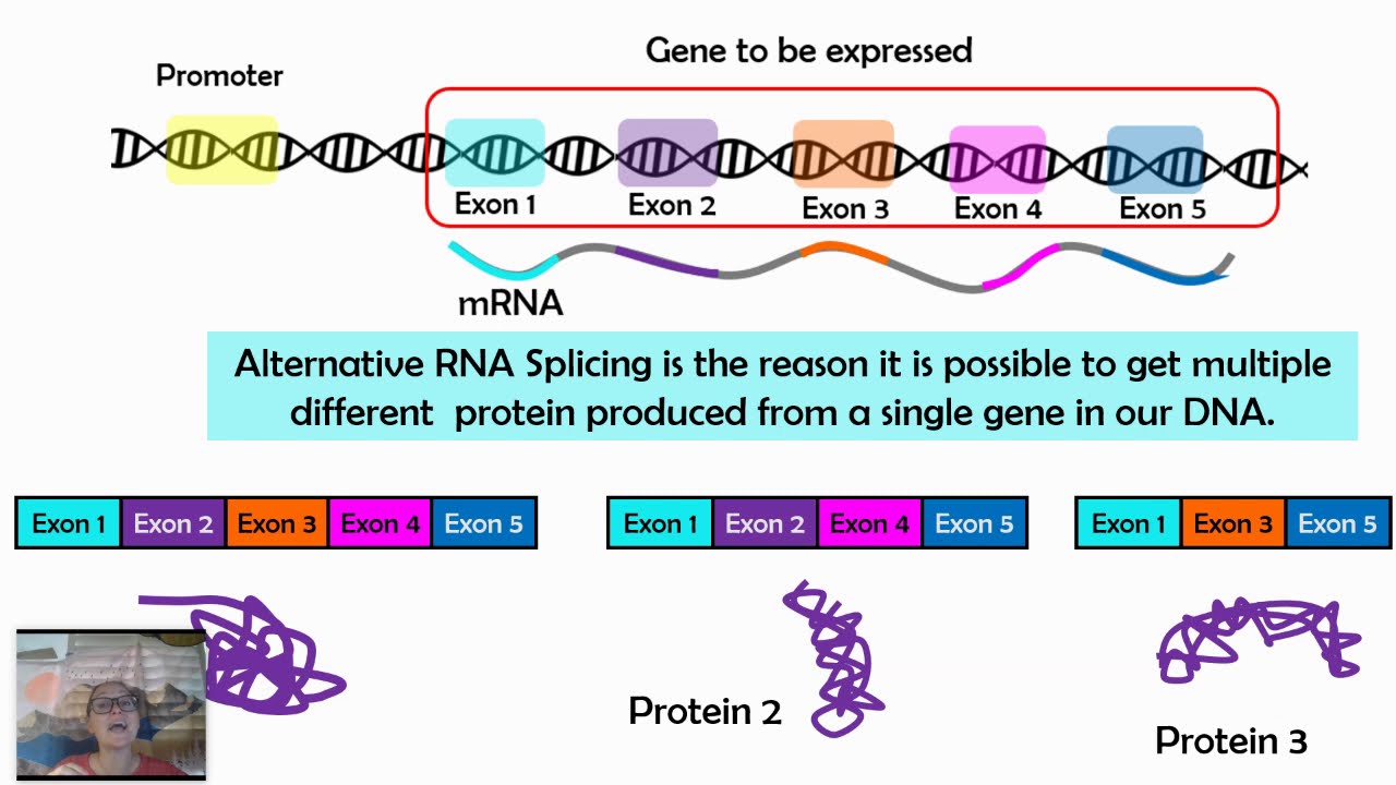 Alternative RNA Splicing (AP Biology 6.3) - YouTube