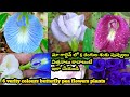 6 variety colours butterfly pea (aparajita) flowers plants in my terrace garden