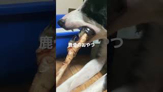 【5頭のボーダーコリー 】猟師かあさんから鹿骨のおやつもらった