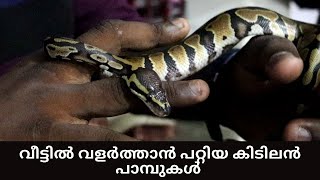 വീട്ടിൽ വളർത്താൻ പറ്റിയ കിടിലൻ പാമ്പുകൾ | ഇനി പാമ്പിനെയും വീട്ടിൽ വളർത്താം