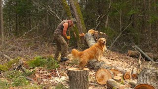 Wolves Watch Me Planting a 100 Acre Food Forest for Wildlife and People - Bear,