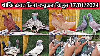 17/01/2024 খাকি এবং চিলা কবুতর কিনুন। কবুতরের দাম জানুন। হাই-ফ্লাইং কবুতর।Pigeons. pigeons price bd